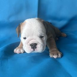 Nala - Fawn and white female Bulldog puppy in Lutz, Florida from Romanov’s  Bulldogs
