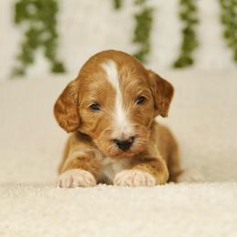 Beau - Red  male Goldendoodle puppy in Spokane, Washington from Puppy Love