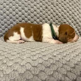 Puppy 2 - Piebald male Dachshund puppy in Riverside, California from Saddle Up Dachshunds