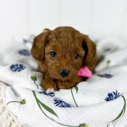 Piglet - pink collar boy - Red male Cavapoo puppy in Melbourne, Florida from Space Coast Doodle Co.