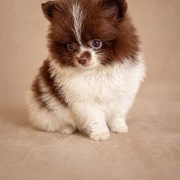Cocoa - Chocolate parti male Pomeranian puppy in Davenport, Florida from Perkins Poms