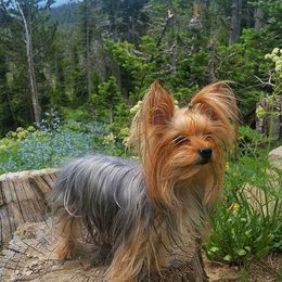 Yorkshire Terriers from Yogo Yorkies of Montana