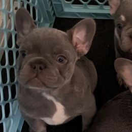 French Bulldogs from FamLee Frenchies