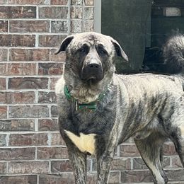Obi - Anatolian Shepherd Dog