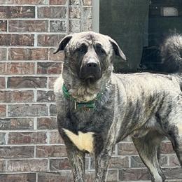 Obi - Anatolian Shepherd Dog