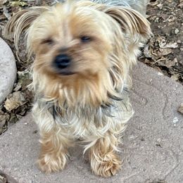 Belle - Yorkshire Terrier
