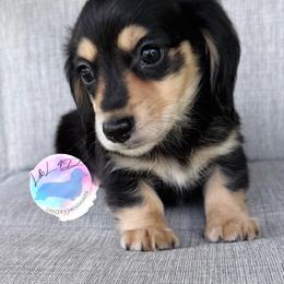 Boy 1 - Black and cream male Dachshund puppy in Houston, Texas from L&L 4D Dancer’s Dachshunds