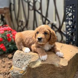 Keepsake - Red  female Goldendoodle puppy in Wharton, Texas from Little Fur Friends