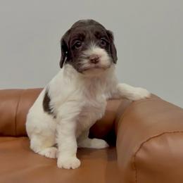 Benji - Chocolate male Australian Labradoodle puppy in Calhoun, Louisiana from Arrowhead Australian Labradoodles