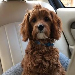 Daisy - Cavapoo