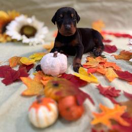 Black boy - Black and rust male Doberman Pinscher puppy in Mansfield, Georgia from Marbendale’s Doberman