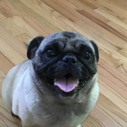 Khloe - Pug