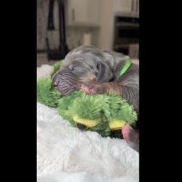 Liberty - Blue female Great Dane puppy in Weatherford, Texas from Oak Bend Danes