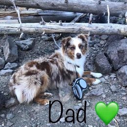 Ringo - Miniature Australian Shepherd