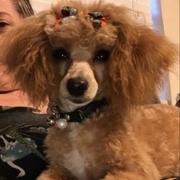 Poodles from Ashley Ross Tiny Toy Poodles (AKC)