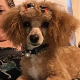 Poodles from Ashley Ross Tiny Toy Poodles (AKC)