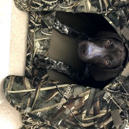 German Shorthaired Pointer Puppies from Blue Hill Gun Dogs