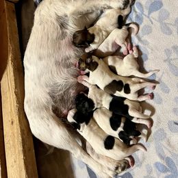 Girl 6 - White and tan female Russell Terrier puppy in London, Kentucky from Norvell Kennels