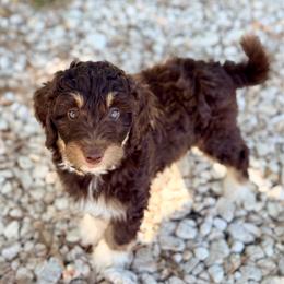Dark tan - Red tri-color male Aussiedoodle puppy in Liberty, Texas from Poodles and Doodles Most Excellent Adventures