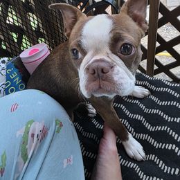 Boston Terrier and French Bulldog All Grown Up from Vanover's Boston Terriers and Frenchies