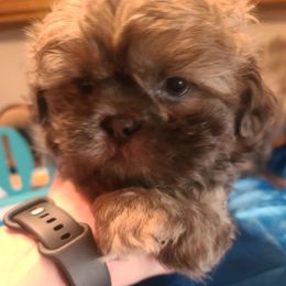 Puppy 4 - Blue male Shih Tzu puppy in Belleville, Michigan from Patricia's Heavenly Earth Angels