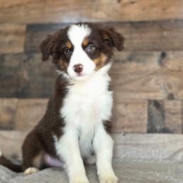 Arrow - Red tri male Miniature Australian Shepherd puppy in Killen, Alabama from Wilkers Wholehearted Mini Aussies