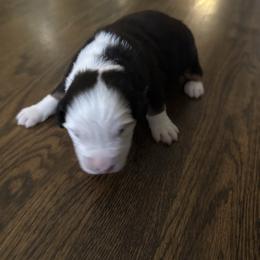Girl 2 - Red tri-color female Australian Shepherd puppy in Chino, California from RanchLand Aussies HC
