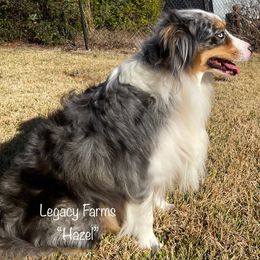 Australian Shepherds from Legacy Farms