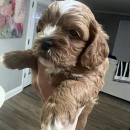 Cavapoo and Shihpoo Puppies from Haus of Doodles