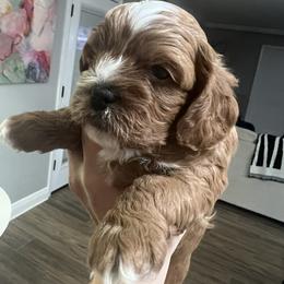 Cavapoo and Shihpoo Puppies from Haus of Doodles