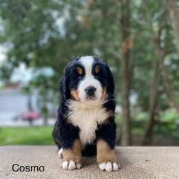 Cosmo - Black rust and white Bernese Mountain Dog puppy in New Haven, Indiana from Milan Berners