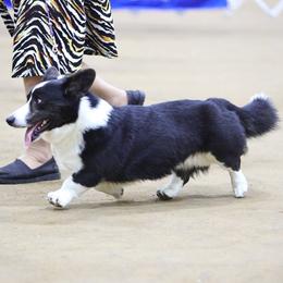 Zeke - Cardigan Welsh Corgi