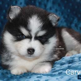 Carver - Black and white male Pomsky puppy in Mc Callsburg, Iowa from SZ Rolling Acres LLC