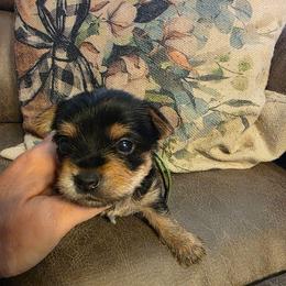 Jager (Green) - Black and tan male Yorkshire Terrier puppy in Fayetteville, Tennessee from Mina's Yorkies
