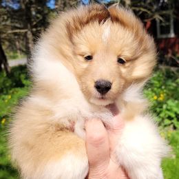 Peaches - Shetland Sheepdog