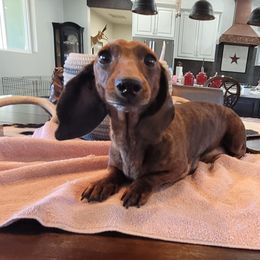 Raja - Dachshund