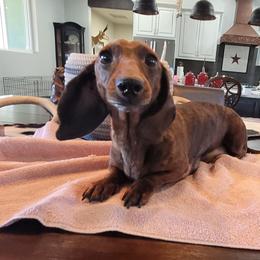 Raja - Dachshund