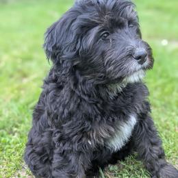 Yellow - Tri-color female Bernedoodle puppy in Connecticut from Valley View Doodles