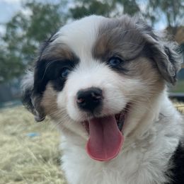 Woody - Miniature Australian Shepherd puppy from Jubilee Acres