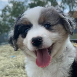 Woody - Miniature Australian Shepherd puppy from Jubilee Acres