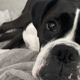 Boxers from Krieger Family Boxers