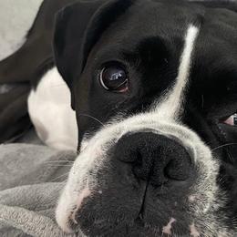 Boxers from Krieger Family Boxers