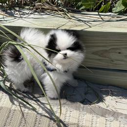 Pretty boy 2 - Black parti male Pomeranian puppy in Marshville, North Carolina from POM POM LOVE