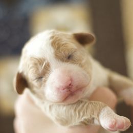Goldendoodle Puppies from Creamery Hollow Doodles