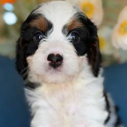 Moo moo girl - female Bernedoodle puppy in Yuciapa, California from AlltheDoodlez_