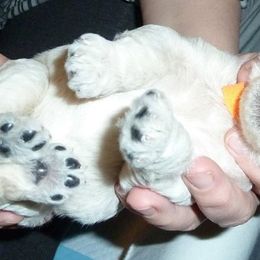 Poodle Puppies from Figz Poodles