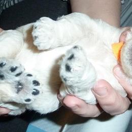 Poodle Puppies from Figz Poodles