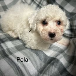 Bichon Frise, Shichon, and Shih Tzu Puppies from Jacob’s Shih Tzu & Shichon