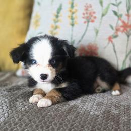 Rolo - Black tri male Miniature Australian Shepherd puppy in Killen, Alabama from Wilkers Wholehearted Mini Aussies