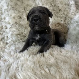 Black collar - Gray male Cane Corso puppy in Fairfield, California from Royal Class Kennels